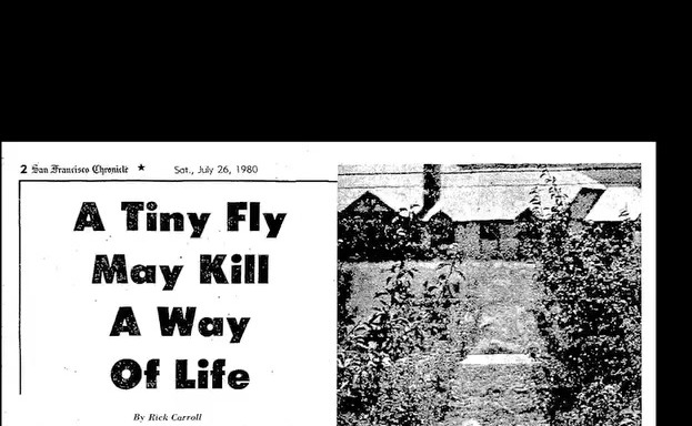 San Francisco Chronicle, A Tiny Fly May Kill A Way Of Life